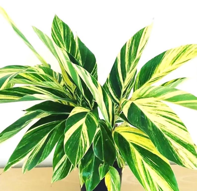 Variegated Shell Ginger Alpinia Zerumbet