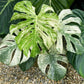 Monstera Deliciosa White Monster