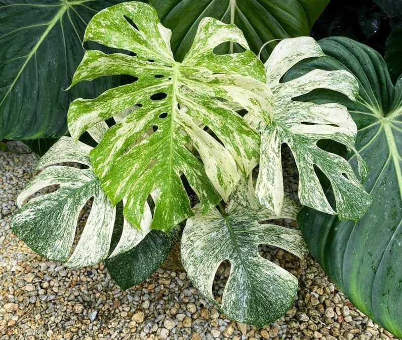 Monstera Deliciosa White Monster