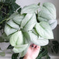 Scindapsus Pictus Platinum Java