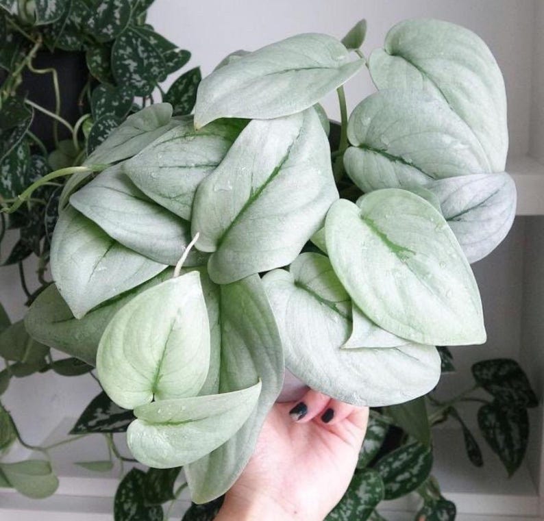 Scindapsus Pictus Platinum Java