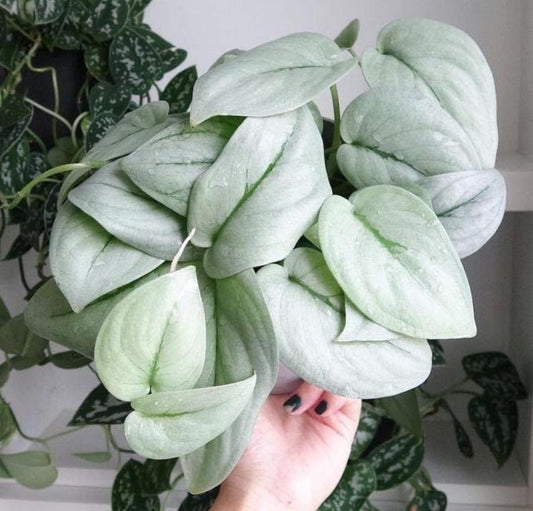 Scindapsus Pictus Platinum Java