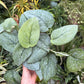 Scindapsus Mount Salak