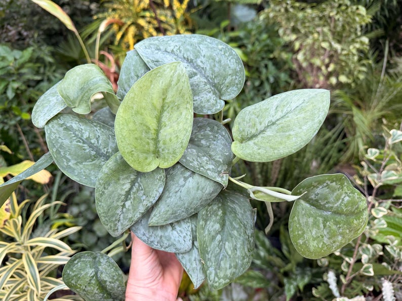 Scindapsus Mount Salak