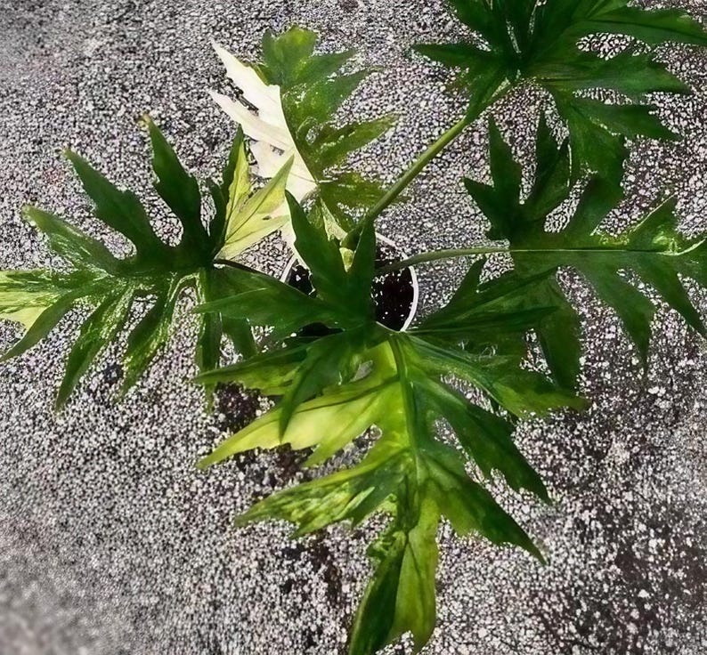 Philodendron Warscewiczii Tricolor