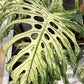 Monstera Deliciosa Devil Monster