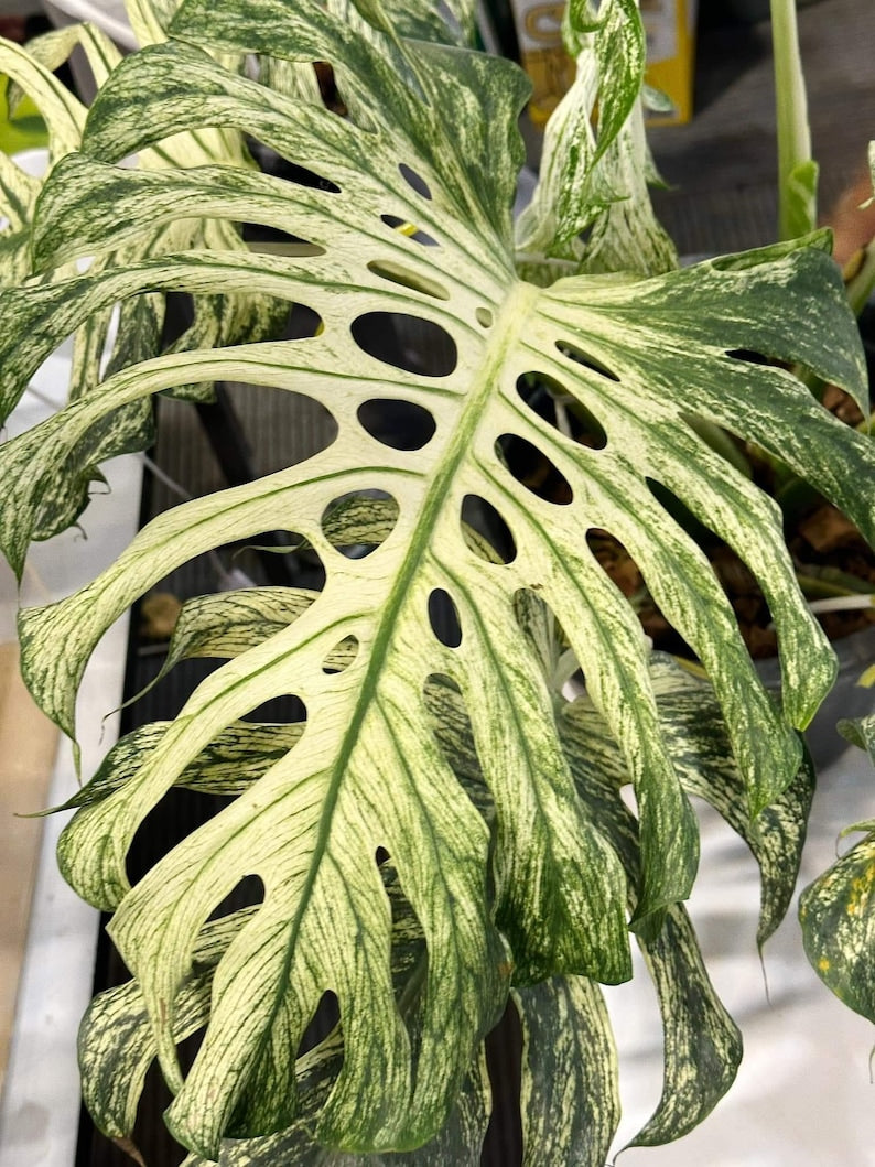 Monstera Deliciosa Devil Monster