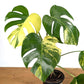 Monstera Deliciosa Yellow Marilyn