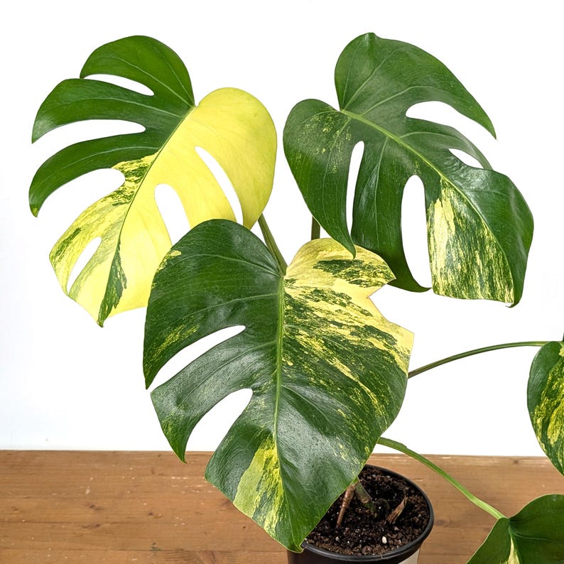 Monstera Deliciosa Yellow Marilyn