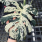 Monstera Deliciosa Vietciosa