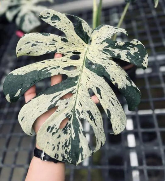 Monstera Deliciosa Vietciosa