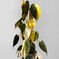 Philodendron Micans- Variegated Aurea