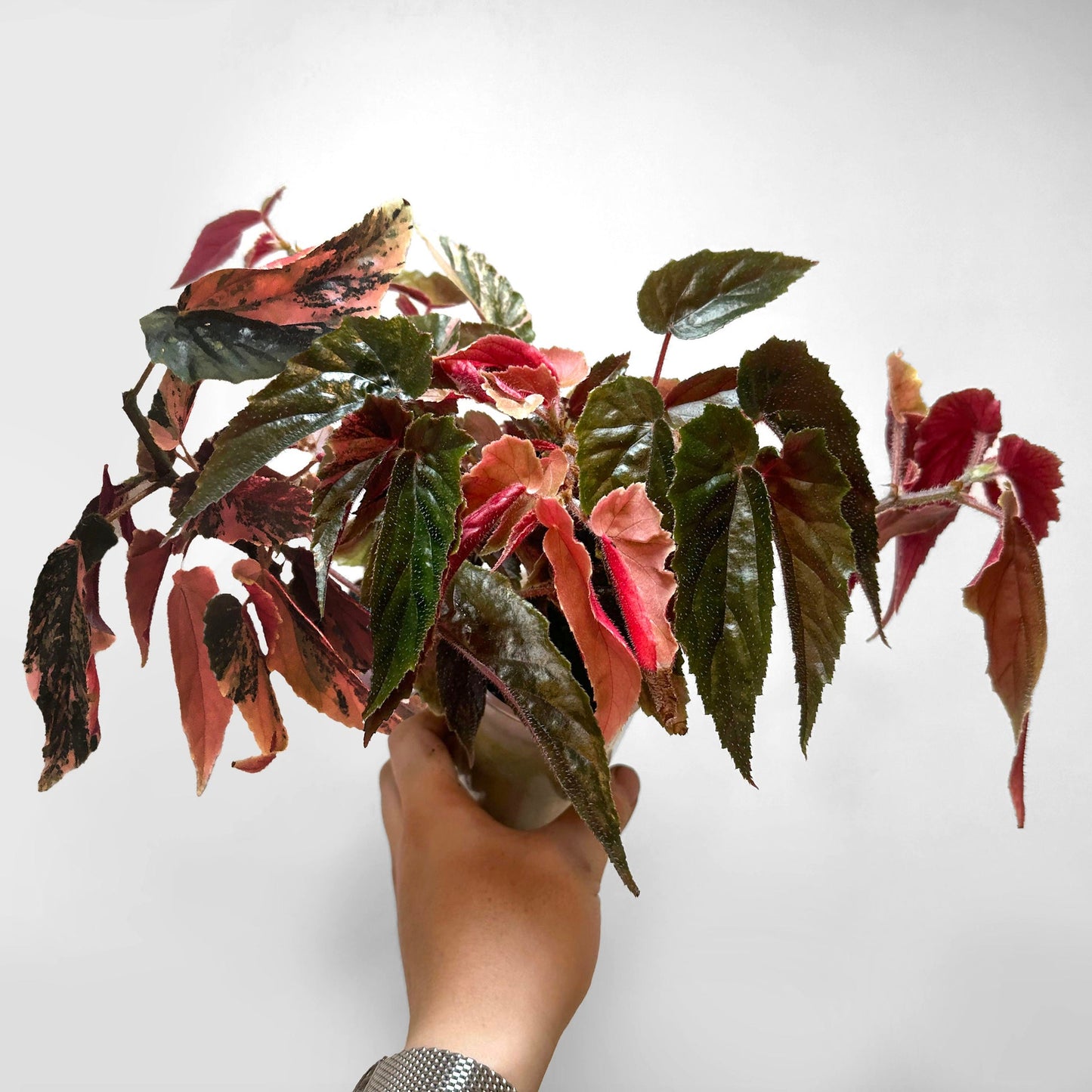 Begonia Ginny Galaxy