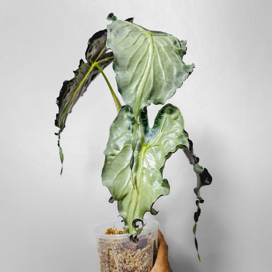 Alocasia Venom