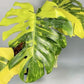 Monstera Electrolyte