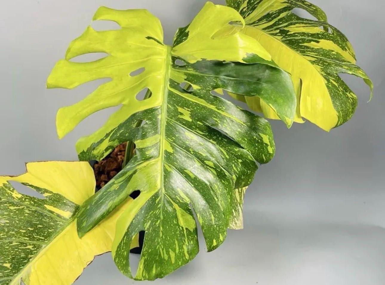 Monstera Electrolyte