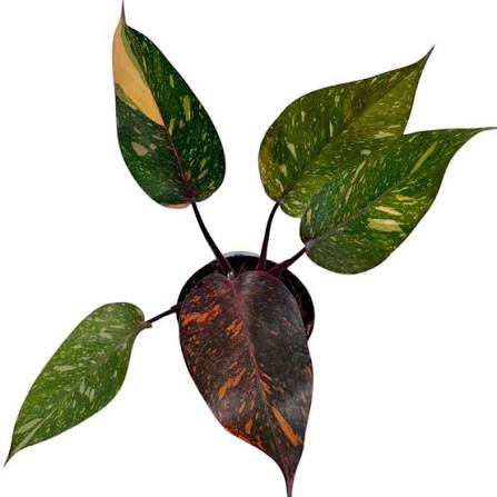 Philodendron Orange Princess Marble