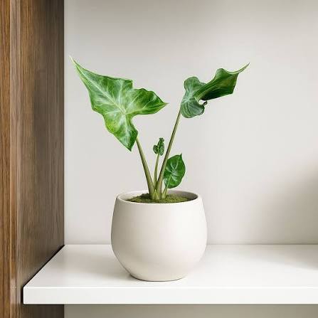 Alocasia Teletubbies