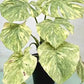 Monstera Gold Splash