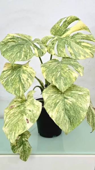 Monstera Gold Splash