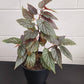 Begonia Benigo Pink Angel Wing Pink Polka Dot