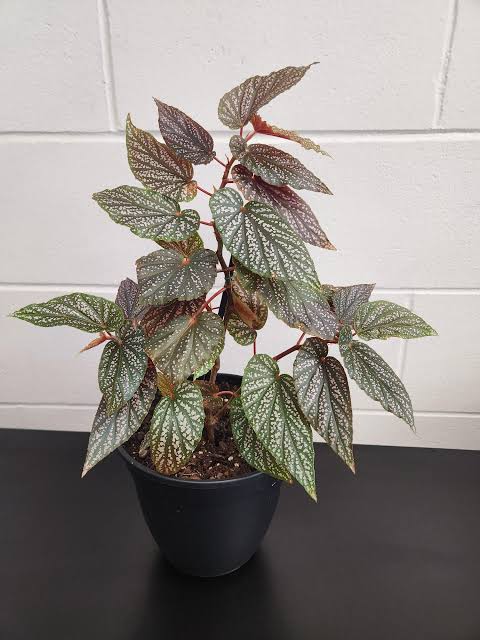Begonia Benigo Pink Angel Wing Pink Polka Dot