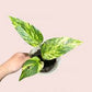 Epipremnum Pinnatum Yellow Sunrise Pothos