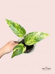 Epipremnum Pinnatum Yellow Sunrise Pothos