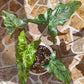 Alocasia Shattered Glass
