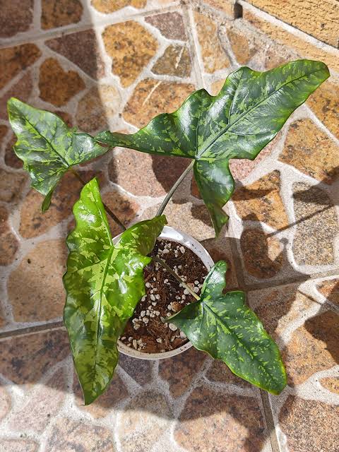 Alocasia Shattered Glass