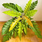 Philodendron Ring of Fire