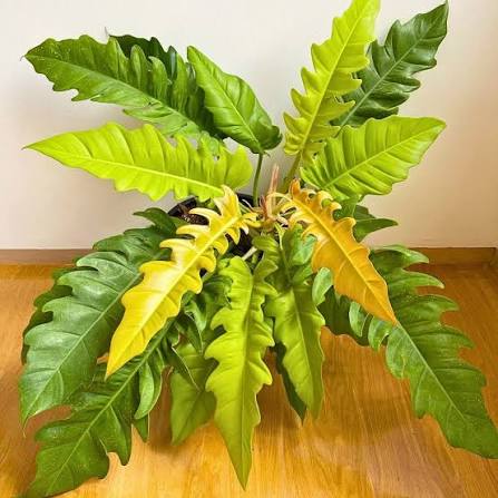 Philodendron Ring of Fire