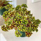 Begonia Tiger Paw