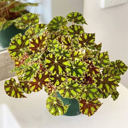 Begonia Tiger Paw