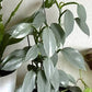 Philodendron Silver Sword