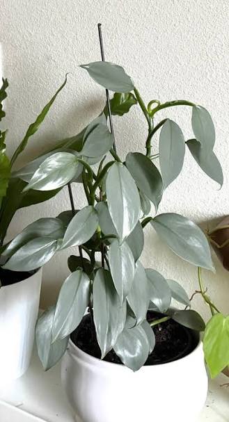 Philodendron Silver Sword