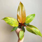 Philodendron Orange Marmalade