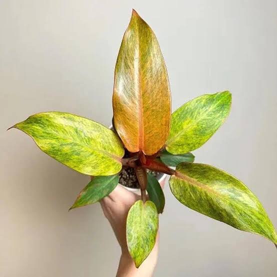 Philodendron Orange Marmalade