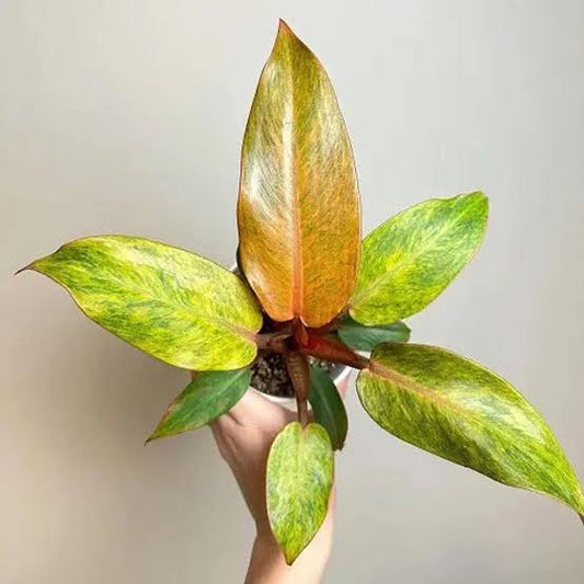 Philodendron Orange Marmalade