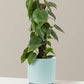 Philodendron Hederaceum Heartleaf Pothos