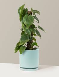 Philodendron Hederaceum Heartleaf Pothos