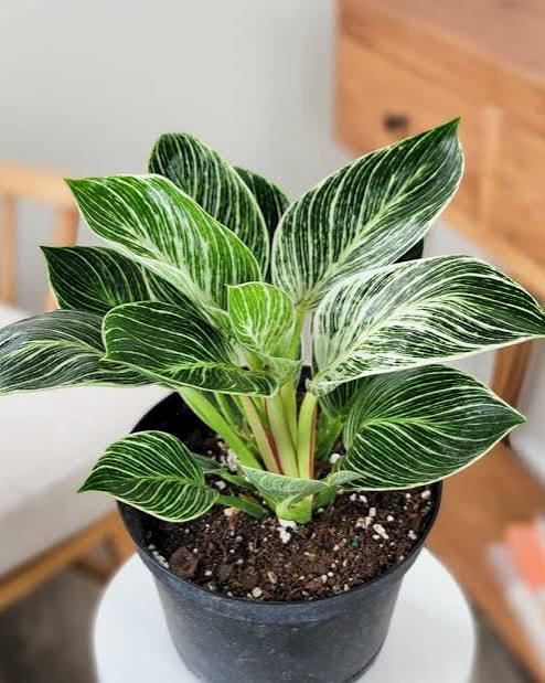 Philodendron Birkin