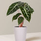 Alocasia Pink Princess