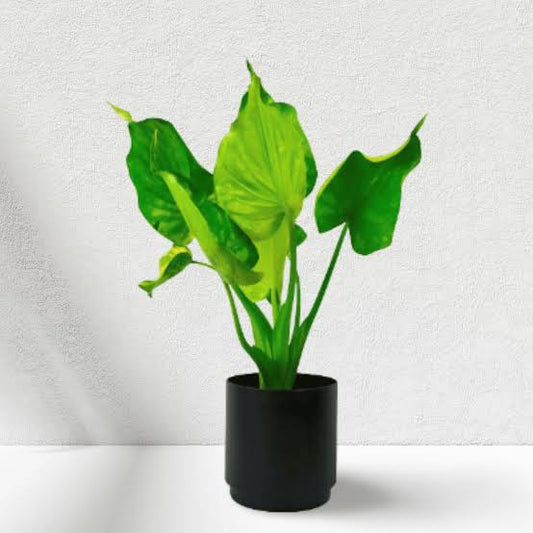 Buddha's Hand Alocasia