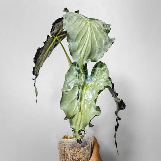 Alocasia Venom