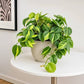 Philodendron Hederaceum Brasil Pothos