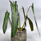 Philodendron Spiritus Sancti