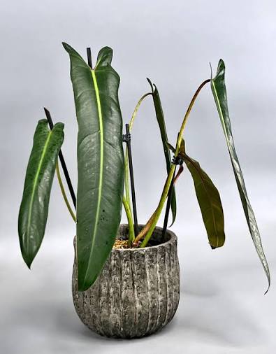 Philodendron Spiritus Sancti