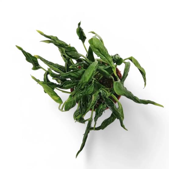 Epipremnum Aureum 'Shangri La' Pothos