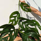 Monstera Obliqua Napo
